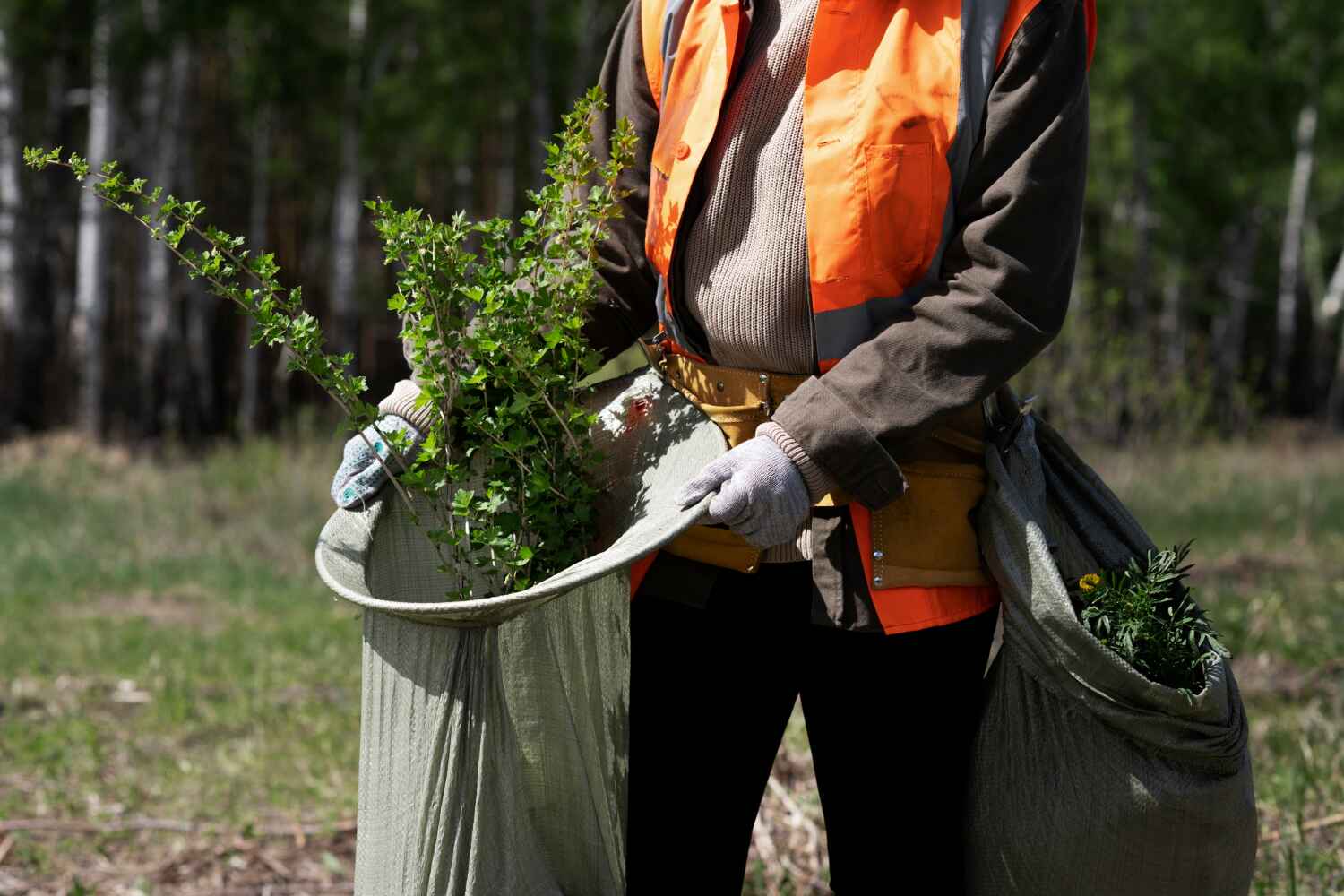 Best Large Tree Removal  in Wolf Lake, MI